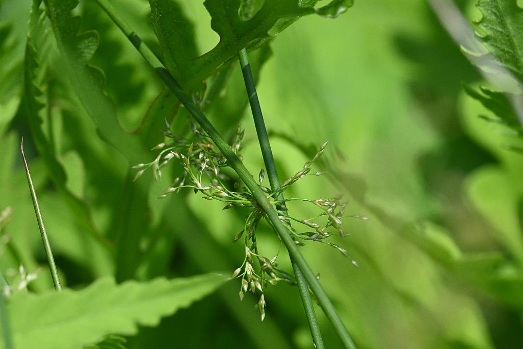 2025-06138956 Tower Hill Botanic Garden, MA.JPG - Woolgrass Bulrush (Scirpus cyperinus). New England Botanic Garden at Tower Hill, MA, 6-13-2025